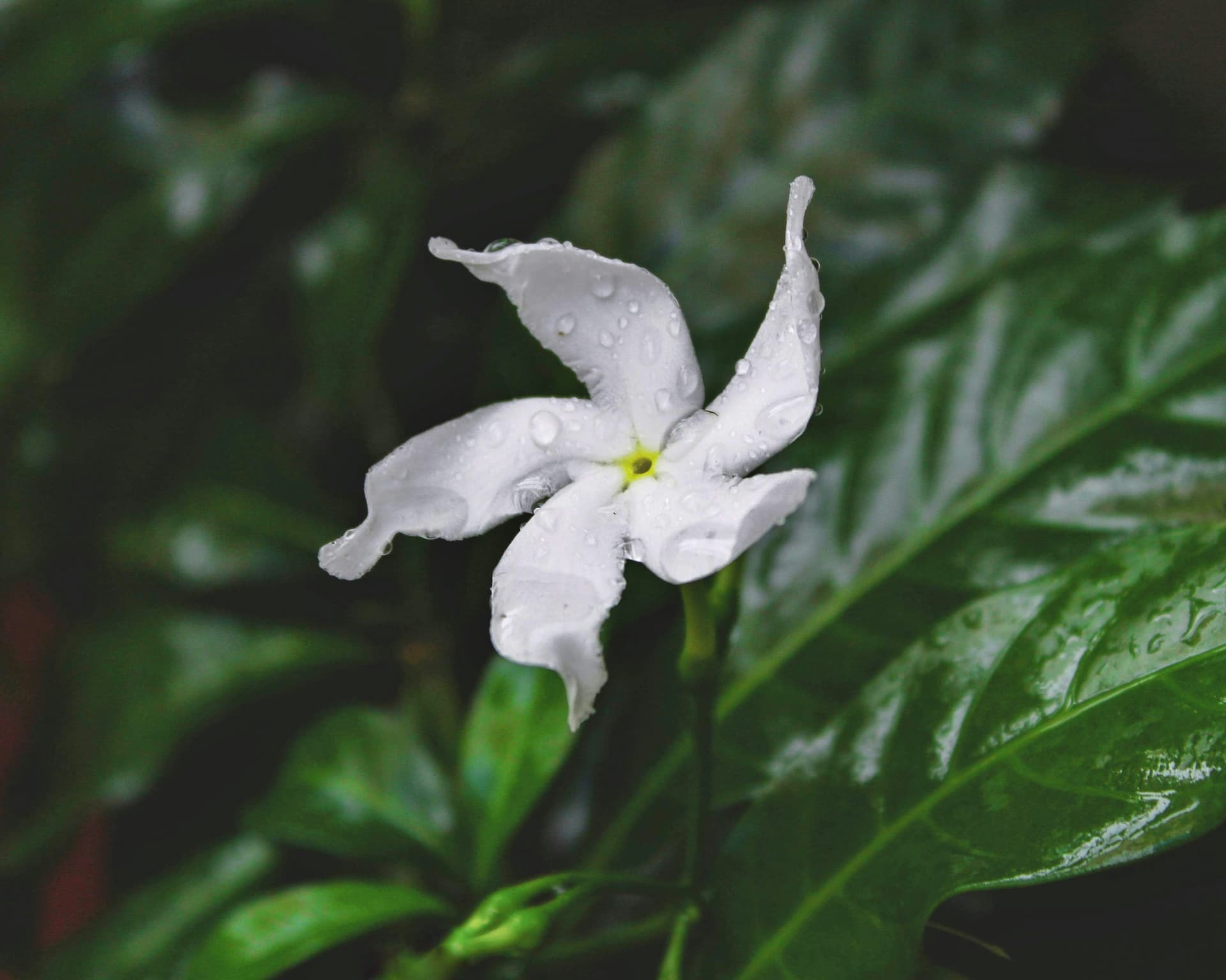 fleur qui illustre la skincare intime inspirés des rituels de beauté féminins