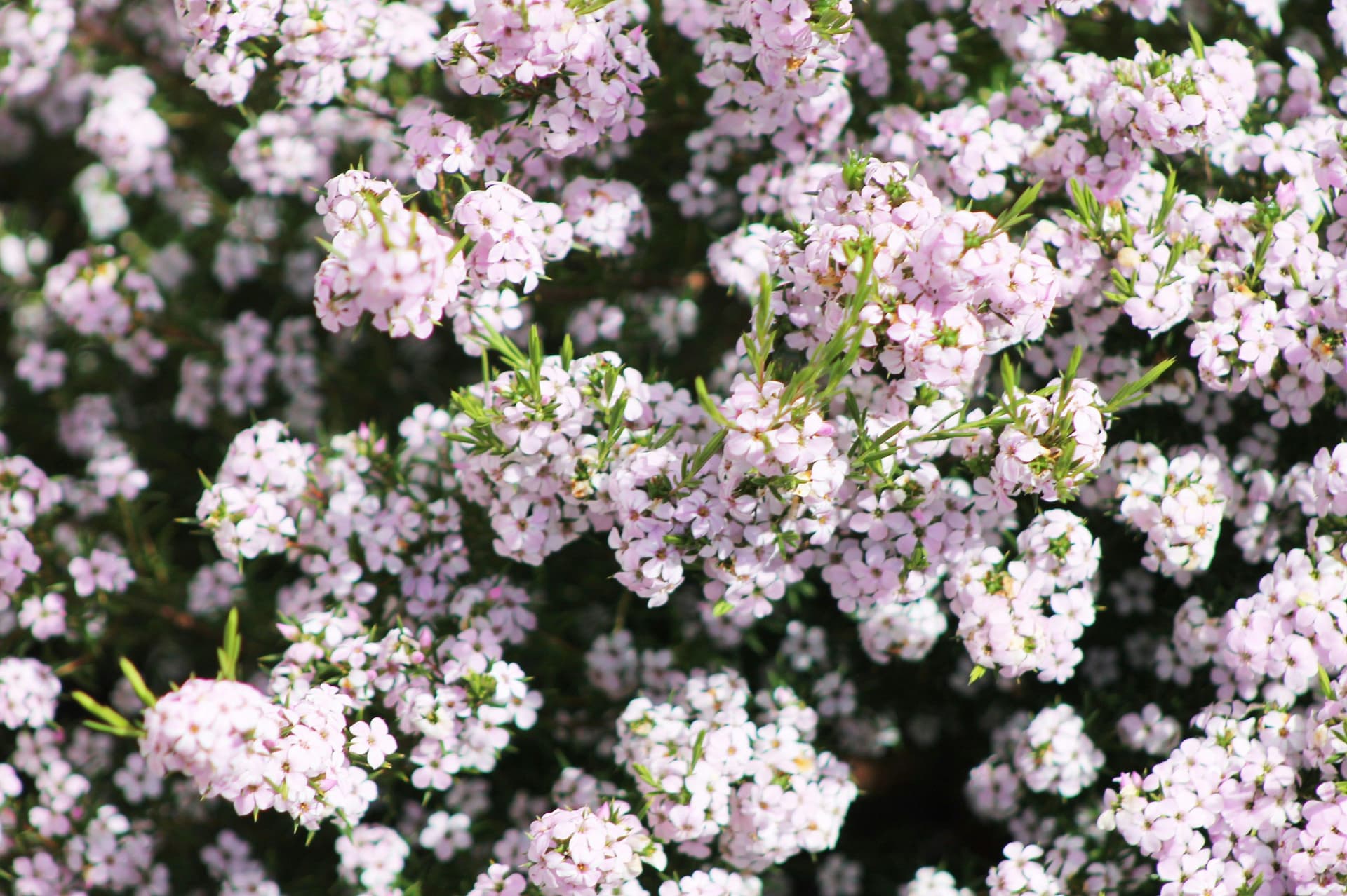 Bien-être intime féminin grâce à une hygiène intime respectueuse
