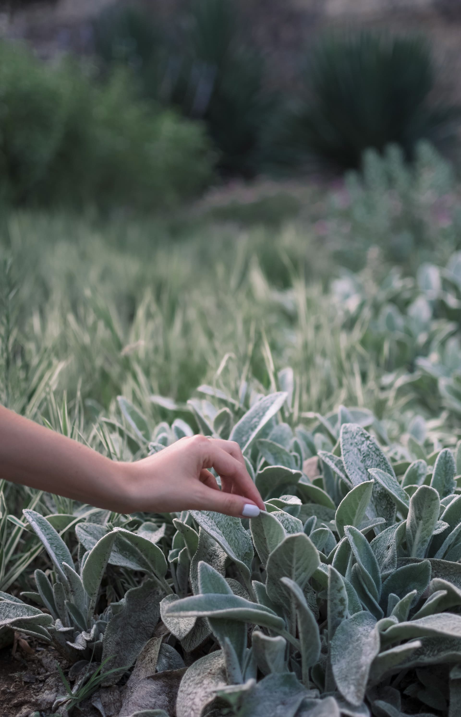Plantes et actifs botaniques naturels utilisés pour le soin intime féminin