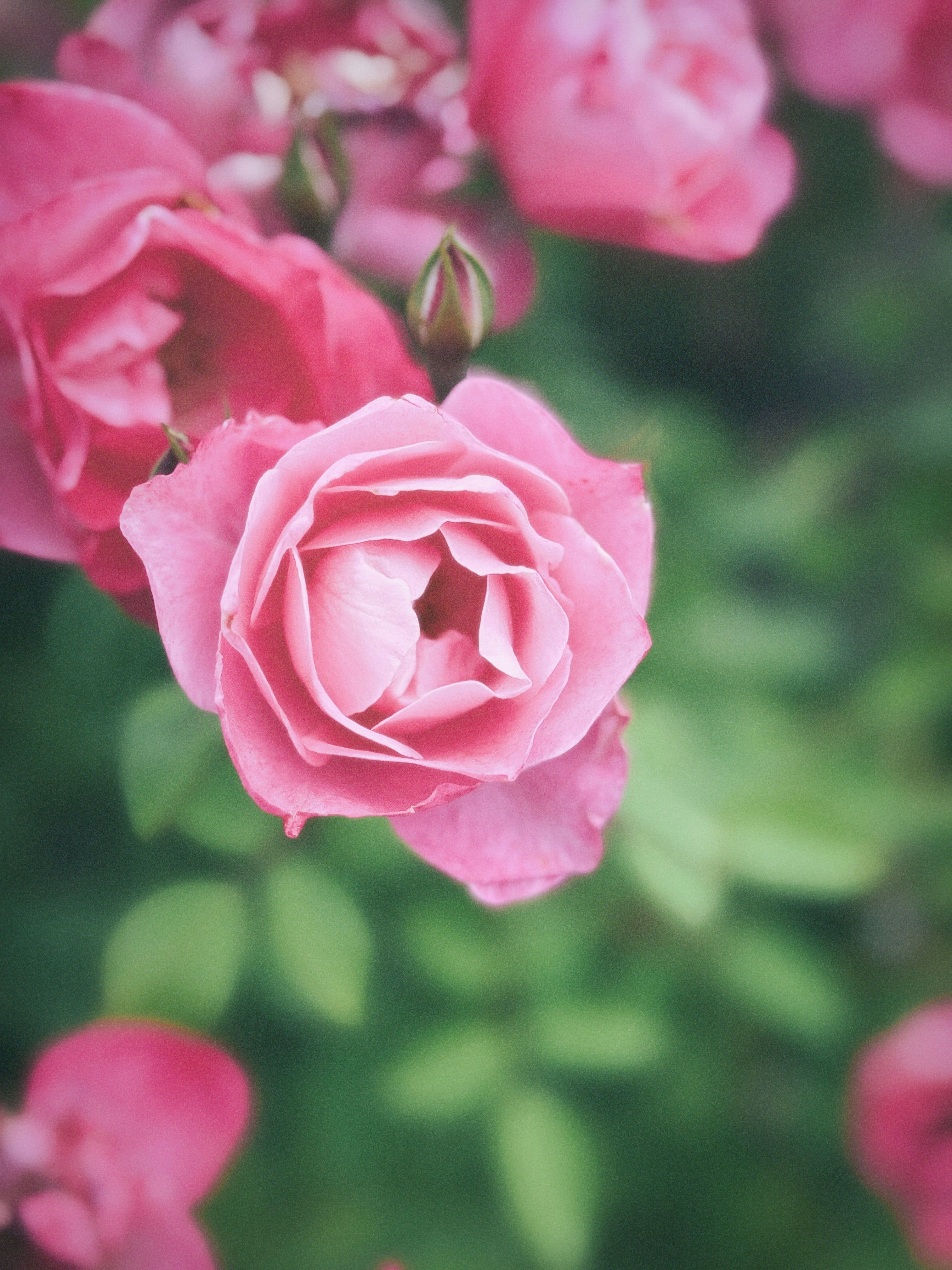 Les bienfaits des actifs botaniques pour l’intimité féminine