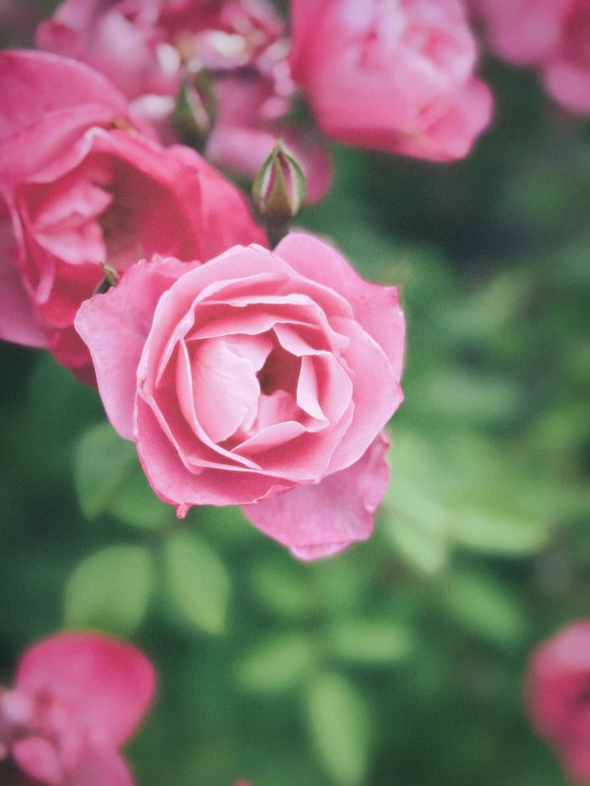 Les bienfaits des actifs botaniques pour l’intimité féminine